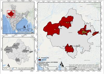 Serological and molecular prevalence of Brucella spp. among livestock species in Rajasthan, India